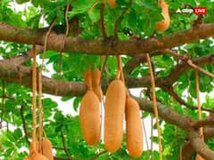 Ram Ke Bhog: आज श्रीराम को लगाएं उनकी प्रिय चीजों का भोग, बेहद प्रसन्न होंगे रघुवर