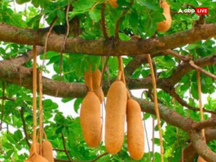 कंदमूल - श्रीराम को कंदमूल बहुत प्रिय है, वनवास के दौरान भगवान राम ने कंदमूल खाए थे. इसके अलावा बेर भी राम जी का पसंदीदा भोग है, राम जी की परम भक्त शबरी ने प्रेम पूर्वक उन्हें अपने जूठे बेर खिलाए थे.