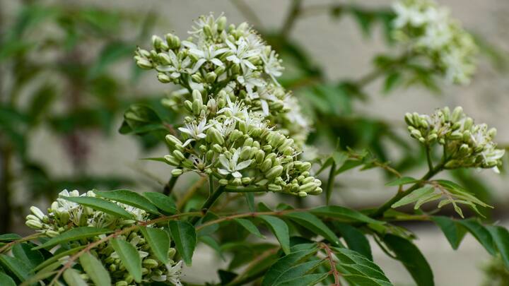 সময়ের আগে পাকবে না চুল: শারীরিক নানা সমস্যার কারণে অনেকের চুল সময়ের আগে পেকে যায়। কারিপাতার পুষ্টি উপাদান এই আশঙ্কা অনেকটাই কমায়। (ছবি সৌজন্য: পিক্স্যাবে)
