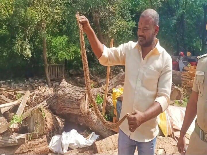 Madurai 3-foot-long venomous snake hiding in a saw mill was rescued by the wildlife conservation team and released into the forest - TNN மர அறுவை மில்லில் பதுங்கி இருந்த விஷப்பாம்பு; வனப்பகுதியில் விடுவித்த வன உயிரின பாதுகாப்பு குழு