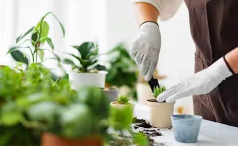 ਹੈਂਗਿੰਗ ਪੌਦਿਆਂ ਦਾ ਅਰਥ ਹੈ ਉਹ ਪੌਦੇ ਜੋ ਉੱਪਰ ਵੱਲ ਲਟਕਦੇ ਹਨ। ਤੁਸੀਂ ਇਨ੍ਹਾਂ ਨੂੰ ਆਸਾਨੀ ਨਾਲ ਆਪਣੇ ਘਰ ਦੀਆਂ ਕੰਧਾਂ, ਵਰਾਂਡੇ, ਕਿਨਾਰਿਆਂ ਜਾਂ ਅਲਮਾਰੀਆਂ 'ਤੇ ਲਗਾ ਸਕਦੇ ਹੋ।