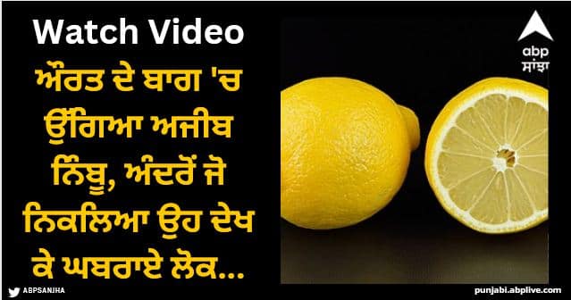 A strange lemon grew in a woman's garden people were shocked to see what came out Viral News: ਔਰਤ ਦੇ ਬਾਗ 'ਚ ਉੱਗਿਆ ਅਜੀਬ ਨਿੰਬੂ, ਅੰਦਰੋਂ ਜੋ ਨਿਕਲਿਆ ਉਹ ਦੇਖ ਕੇ ਘਬਰਾਏ ਲੋਕ...