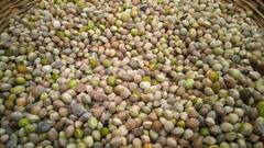 बस्तर की सबसे मंहगी वनोपज है चिरौंजी, सेहत के लिए होती है बड़ी फायदेमंद, कीमत जानकर हो जाएंगे हैरान