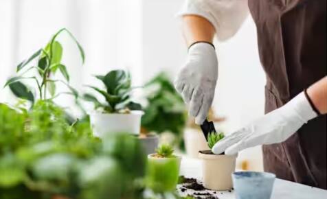 ਮਲਟੀ-ਲੇਅਰ ਗਾਰਡਨਿੰਗ: ਬਾਗਬਾਨੀ ਵੱਖ-ਵੱਖ ਕਿਸਮਾਂ ਦੇ ਪੌਦੇ ਇੱਕ ਦੂਜੇ ਦੇ ਉੱਪਰ ਇੱਕੋ ਥਾਂ 'ਤੇ ਲਗਾ ਕੇ ਵੀ ਕੀਤੀ ਜਾ ਸਕਦੀ ਹੈ। ਇਸ ਤਰ੍ਹਾਂ ਇਕ ਥਾਂ ਦੀ ਵੱਧ ਤੋਂ ਵੱਧ ਵਰਤੋਂ ਕੀਤੀ ਜਾ ਸਕਦੀ ਹੈ ਅਤੇ ਇਸ ਨੂੰ ਹਰਿਆ-ਭਰਿਆ ਬਣਾਇਆ ਜਾ ਸਕਦਾ ਹੈ।