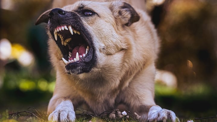 Dog Bite cases if neighbors dog bites you where to complaint compensation and Punishment street dogs Dog Bite Case: पड़ोसी का कुत्ता काट ले तो कहां करें शिकायत? कितना मिलेगा मुआवजा