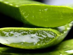 Aloe vera Juice : கற்றாழை சாறு குடிப்பதால் உடலுக்கு இத்தனை ஆரோக்கிய நன்மைகளா?