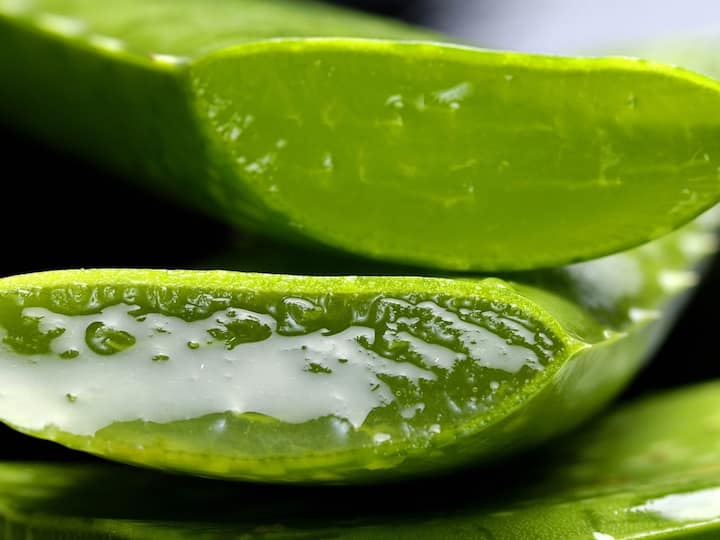 Aloe vera Juice Benefits : கற்றாழை ஜெல்லில் இருந்து செய்யப்படும் சாறு குடிப்பதால் கிடைக்கும் நன்மைகளை பற்றி இங்கே பார்க்கலாம்.