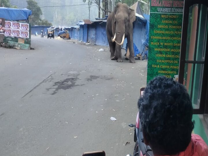 மூணாரில் உலா வந்த படையப்பா யானையால் பரபரப்பு - சுற்றுலா பயணிகள் அதிர்ச்சி..!