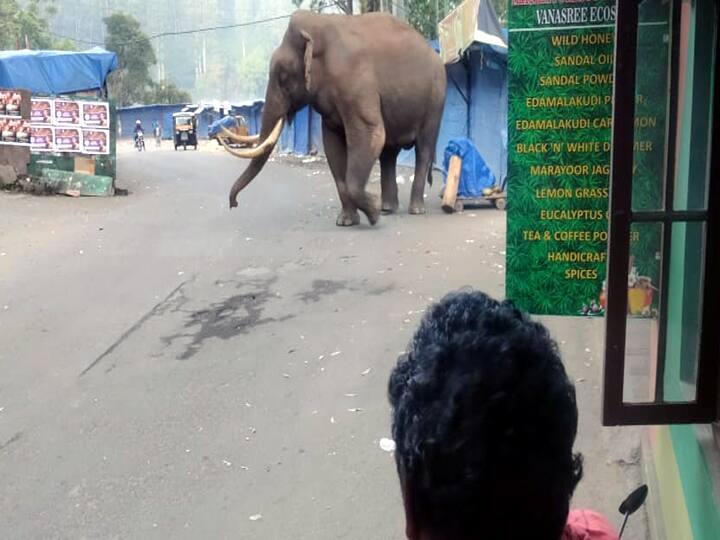 Padaiyapa elephant was trampled by strolling in Munnar Tourists shocked - TNN மூணாரில் உலா வந்த படையப்பா யானையால் பரபரப்பு - சுற்றுலா பயணிகள் அதிர்ச்சி..!