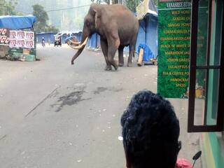 மூணாரில் உலா வந்த படையப்பா யானையால் பரபரப்பு - சுற்றுலா பயணிகள் அதிர்ச்சி..!