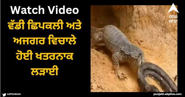 monitor lizard and a giant python fighting watch shocking video Viral Video: ਵੱਡੀ ਛਿਪਕਲੀ ਅਤੇ ਅਜਗਰ ਵਿਚਾਲੇ ਹੋਈ ਖਤਰਨਾਕ ਲੜਾਈ, ਵੀਡੀਓ 'ਚ ਦੇਖੋ ਲੜਾਈ ਦਾ ਨਤੀਜਾ