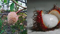 Health tips: रामफळ आणि रामबुटन ही फळे तुम्ही खाल्ली आहेत का ? होतील हे फायदे !