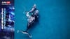 Whale Babies May Steal Milk From Other Mothers, New Study Explains Impact Of Behaviour
