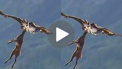 खौफनाक नजाराः बाज को मुंह में दबोचकर आसमान में उड़ गया गोल्डन ईगल, वीडियो वायरल