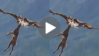 खौफनाक नजाराः बाज को मुंह में दबोचकर आसमान में उड़ गया गोल्डन ईगल, वीडियो वायरल