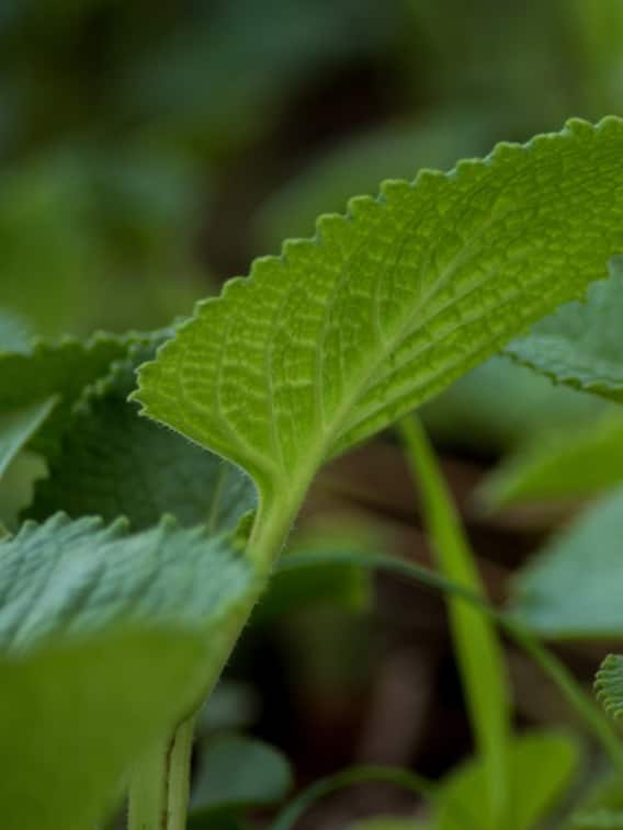 अजवाइन की पत्तियों से मिलते हैं ये फायदे