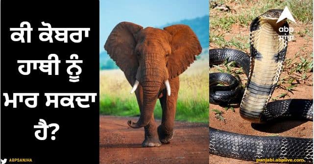 can a cobra kill an elephant Viral News: ਕੀ ਕੋਬਰਾ ਹਾਥੀ ਨੂੰ ਮਾਰ ਸਕਦਾ ਹੈ? ਜਵਾਬ ਤੁਹਾਨੂੰ ਕਰ ਦੇਵੇਗਾ ਹੈਰਾਨ