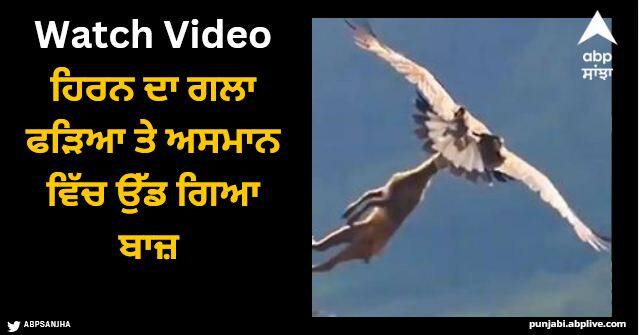 eagle catches an entire adult deer with throat and flew into the sky watch video Viral Video: ਹਿਰਨ ਦਾ ਗਲਾ ਫੜਿਆ ਤੇ ਅਸਮਾਨ ਵਿੱਚ ਉੱਡ ਗਿਆ ਬਾਜ਼, ਇਹ ਭਿਆਨਕ ਨਜ਼ਾਰਾ ਦੇਖ ਕੇ ਉੱਡ ਜਾਣਗੇ ਤੁਹਾਡੇ ਹੋਸ਼