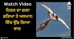 Viral Video: ਹਿਰਨ ਦਾ ਗਲਾ ਫੜਿਆ ਤੇ ਅਸਮਾਨ ਵਿੱਚ ਉੱਡ ਗਿਆ ਬਾਜ਼, ਇਹ ਭਿਆਨਕ ਨਜ਼ਾਰਾ ਦੇਖ ਕੇ ਉੱਡ ਜਾਣਗੇ ਤੁਹਾਡੇ ਹੋਸ਼