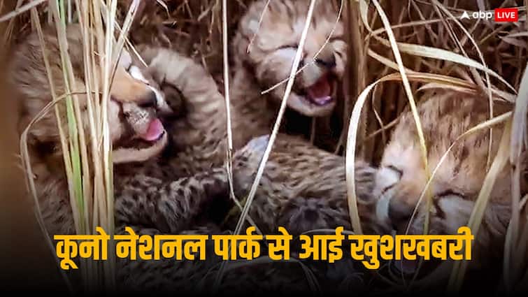 Cheetah Project In India Namibia cheetah Jwala gave birth to three cubs in kuno National Park video Cheetah Project In India: कूनों में फिर गूंजी किलकारी, नामीबियाई चीता ज्वाला ने दिया तीन शावकों को जन्म, देखें VIDEO