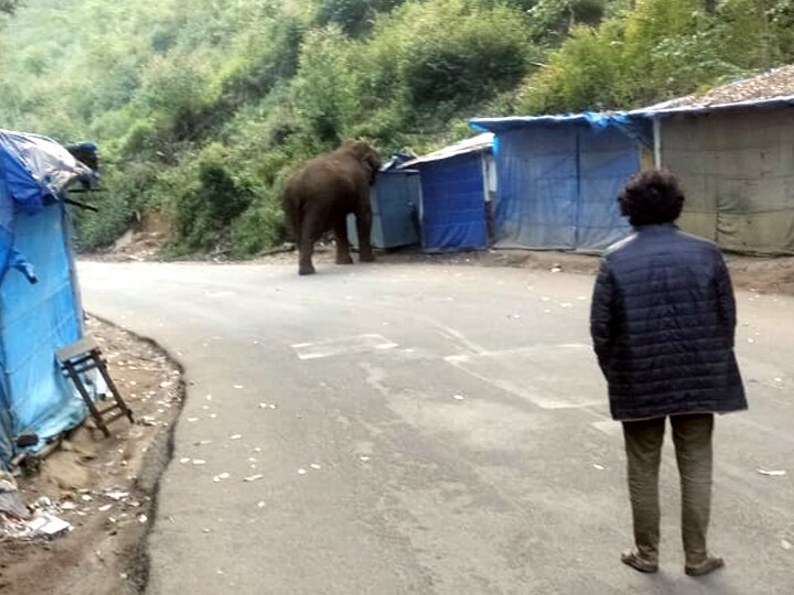 மூணாரில் உலா வந்த படையப்பா யானையால் பரபரப்பு - சுற்றுலா பயணிகள் அதிர்ச்சி..!