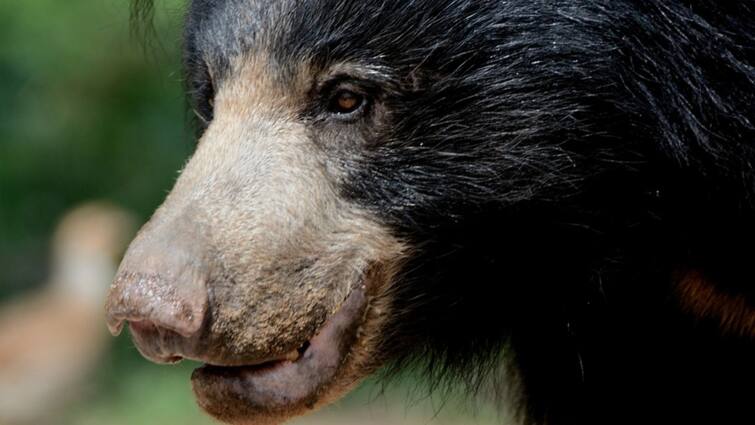Kerala Wayanad Adult Sloth Bear Evades Forest Officials, Roams Freely Sparking Panic Panamaram Kerala: Adult Sloth Bear Evades Forest Officials, Roams Freely In Wayanad Sparking Panic