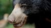 Kerala: Adult Sloth Bear Evades Forest Officials, Roams Freely In Wayanad Sparking Panic