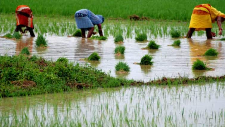 Agriculture Budget 2024: Focus on agriculture sector kept in the budget, these announcements were made for farmers Agriculture Budget 2024: બજેટમાં કૃષિ ક્ષેત્ર પર ફોકસ, ખેડૂતો માટે કરવામાં આવી આ જાહેરાતો