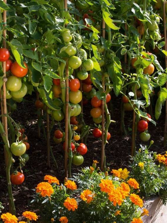 घर पर किन किन चीजों की खेती कर सकते हैं?