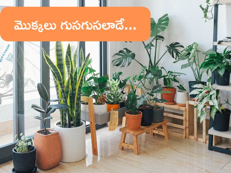 On Camera Scientists Capture Plants Talking To Each Other For The First Time Scientists Capture Plants Talking: ఏవండోయ్‌ ఇది విన్నారా! మొక్క‌లు మాట్లాడుకుంటాయ్‌! తొలిసారి రికార్డ్ చేసిన జ‌పాన్ శాస్త్ర‌వేత్త‌లు