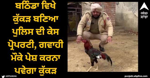 At Bathinda the rooster has become a police case property the rooster will have to be presented as a witness Bathinda News: ਬਠਿੰਡਾ ਵਿਖੇ ਕੁੱਕੜ ਬਣਿਆ ਪੁਲਿਸ ਦੀ ਕੇਸ ਪ੍ਰੋਪਰਟੀ, ਗਵਾਹੀ ਮੌਕੇ ਪੇਸ਼ ਕਰਨਾ ਪਵੇਗਾ ਕੁੱਕੜ