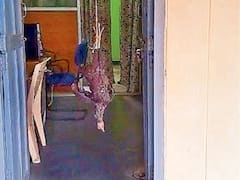 మున్సిపల్ ఆఫీస్‌ గేట్‌కు కోడి కట్టి నిరసన- అధికారుల నిర్లక్ష్యంపై వెరైటీ ఆందోళన