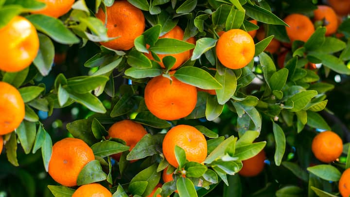 आम हो अमरूद हो या संतरा कोई भी फल हो जब वो कच्चा रहता है तो उसका रंग हरा होता है. लेकिन जैसे ही वो पकने वाले प्रोसेस में पहुंचता है धीरे-धीरे उसका रंग पीला या फिर लाल होने लगता है.