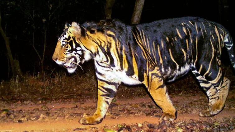 Odisha Melanistic Tiger Safari In Mayurbhanj CM Naveen Patnaik Similipal Tiger Reserve Mayurbhanj Odisha To Set Up Exclusive Melanistic Tiger Safari In Mayurbhanj: CM Naveen Patnaik