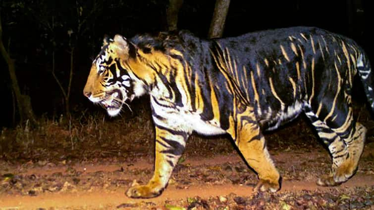 Odisha To Set Up Unique Melanistic Tiger Safari In Mayurbhanj: CM Naveen Patnaik