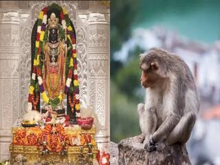 அயோத்தி கோயிலுக்கு ராமரை பார்க்க வந்தது குரங்கா? அனுமனா? பக்தி பரவசத்தில் பக்தர்கள்..!