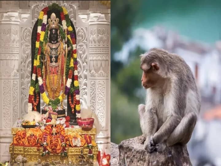 Monkey Enters Ayodhya Ram Temple Sanctum Sanctorum Devotees See Hanuman Symbolism அயோத்தி கோயிலுக்கு ராமரை பார்க்க வந்தது குரங்கா? அனுமனா? பக்தி பரவசத்தில் பக்தர்கள்..!