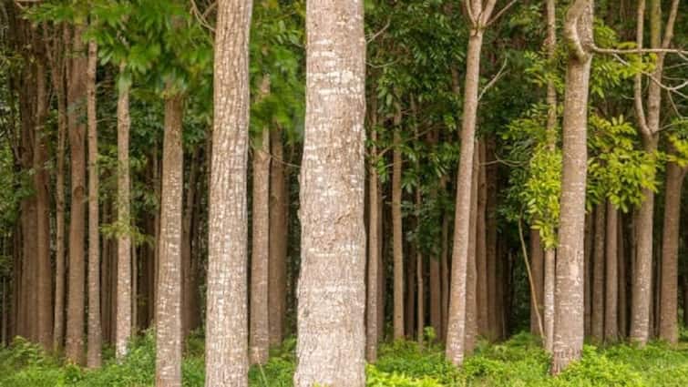 Mahogany Tree Plantation News Earn lakhs of rupees by planting mahogany trees 'या' झाडाची लागवड करा, करोडो रुपये कमवा; सुरुवातील फक्त करावी लागणार एवढी गुंतवणूक