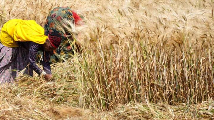 Budget 2024 Interim Budget Expectations Agriculture Sector Agri Credit Boost Rural Economy Expert Opinions Nirmala Sitharaman Upcoming Budget To Likely Boost Allocations For Farm Sector Schemes And Enhance Rural Economy, Say Experts