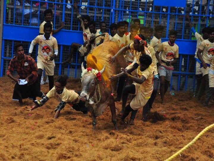 Jallikattu 2024 first Jallikattu event held at the Jallikattu Arena near Alankanallur in Madurai district ended with a bang - TNN கீழக்கரையில் ஜல்லிக்கட்டு அரங்கத்தில் கோலாகலமாக நடந்து முடிந்த முதல் ஜல்லிக்கட்டு