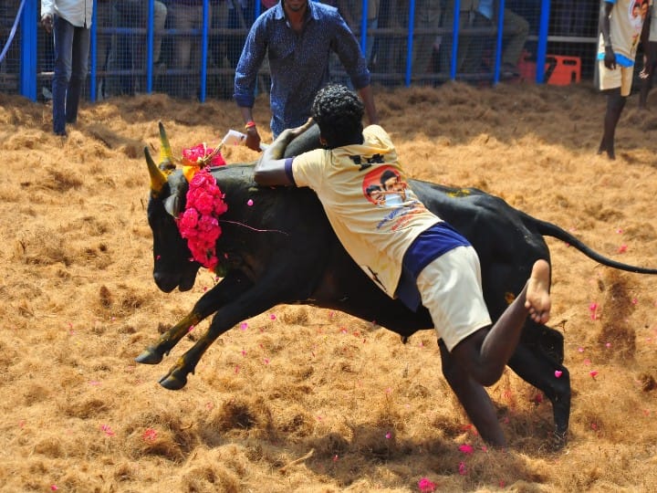 கீழக்கரையில் ஜல்லிக்கட்டு அரங்கத்தில் கோலாகலமாக நடந்து முடிந்த முதல் ஜல்லிக்கட்டு