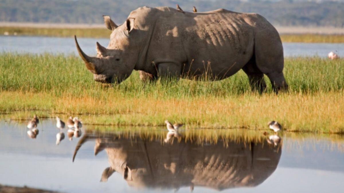 Scientists Perform World's First Successful Embryo Transfer In White Rhinos, IVF Can Save Species From Extinction