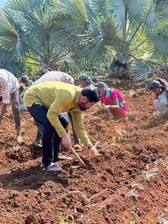 CM Eknath Shinde : राज्याचे मुख्यमंत्री शिंदे रमले शेतात!