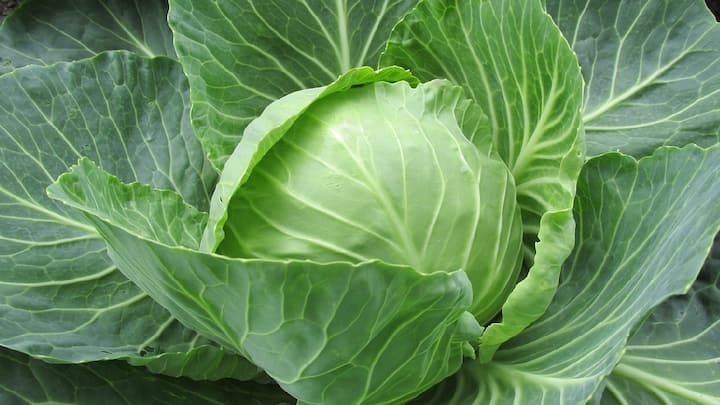 benefits of cabbage : हिवाळ्यात कोबी खाताय? मग आधी या  गोष्टी जाणून घ्या