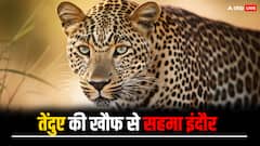 इंदौर में तेंदुए की मूवमेंट से लोगों में दहशत, वन विभाग ने शुरू किया तलाश अभियान