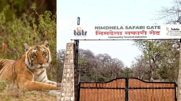 Chandrapur News tiger attack in ​​Tadoba Tiger Reserve Forest at Nimdhela Gate area laborer died maharashtra marathi news Chandrapur News : वाघाच्या हल्ल्यात वनमजूर दगावला; ताडोबा व्याघ्र प्रकल्पातील घटना