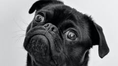 क्यों इतनी हिलती है कुत्ते की पूंंछ? वैज्ञानिकों ने खोला राज