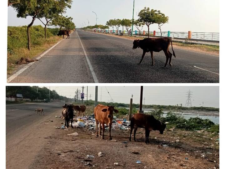 Thoothukudi Cattle roaming on roads corporation that seems to be oblivious - TNN தூத்துக்குடியில் சாலைகளில் சுற்றி திரியும் கால்நடைகள் -  கண்டும் காணாதது போல் இருக்கும் மாநகராட்சி