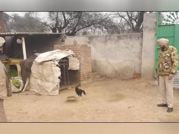 A Chicken Got police Security Cover In Punjab photo viral Punjab: ஒற்றை கோழிக்கு போலீஸ் பாதுகாப்பு.. பஞ்சாபில் வைரலாகும் புகைப்படம்- என்ன காரணம் தெரியுமா?