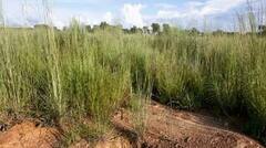 Mali Gold Mine Collapse: ਪੱਛਮੀ ਅਫ਼ਰੀਕਾ ਦੇ ਮਾਲੀ ਵਿੱਚ ਵੱਡਾ ਹਾਦਸਾ, ਸੋਨੇ ਦੀ ਖਾਨ ਢਹੀ, ਘੱਟੋ-ਘੱਟ 73 ਦੀ ਮੌਤ